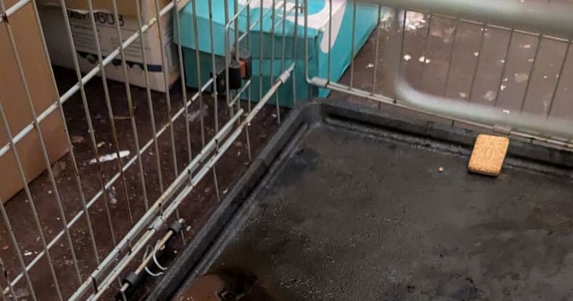 Dog's Cruel Neglect: Found Starved and Dehydrated