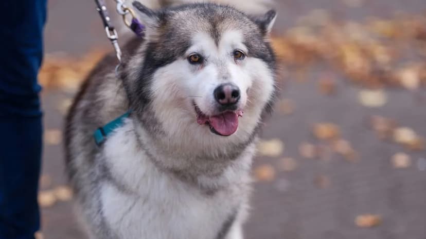 Doggy Best Friends Become Neighbors: Adorable Reunion!