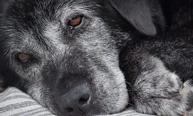 Dog Pain: Subtle Signs Owners Miss Daily