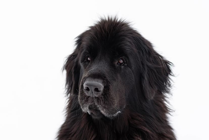 Dog Refuses to Enter House After Grandma's Passing