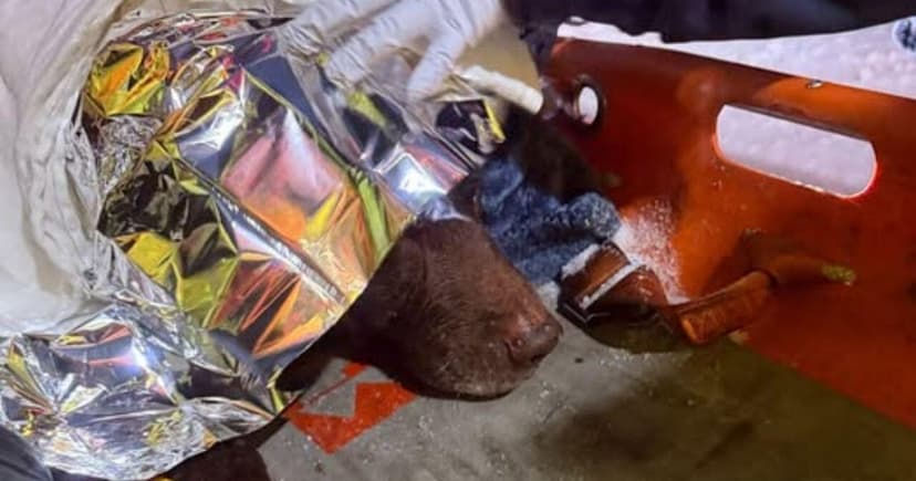 Firefighters Rescue Dog from Icy Creek