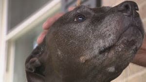 Miracle Reunion: Lost Dog Returns Home After Seven Years