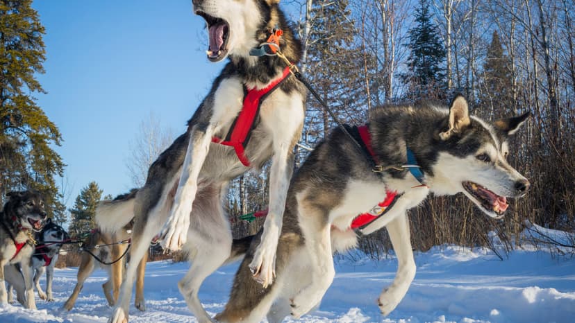 Wolf encounters blur wildness in dog sledding