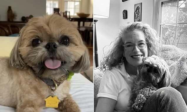 Mountain Lion Snatches Dog Near Glendale Home