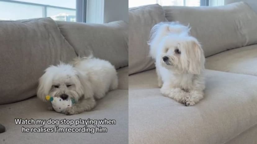 Dog Stops Mid-Play Realizing He's Filmed