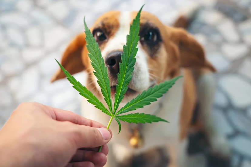 Dog's Mountain Rescue: Cannabis Overload Scare