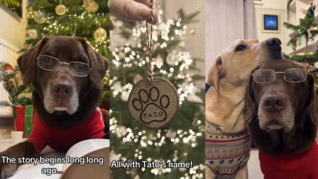 Dog Gets Christmas Ornaments After Internet Friends Step In