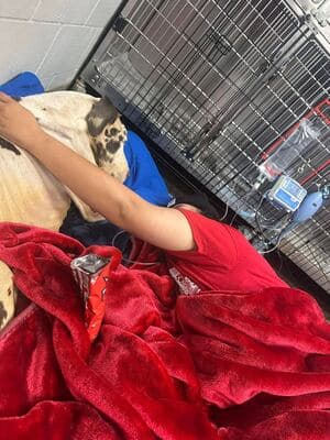 Emaciated Dog's Death Sparks Outrage, Shelter Reforms