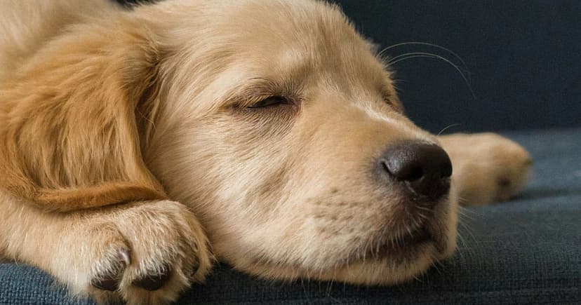 Dogs Dream Doggy Things: Science Explains Canine Sleep