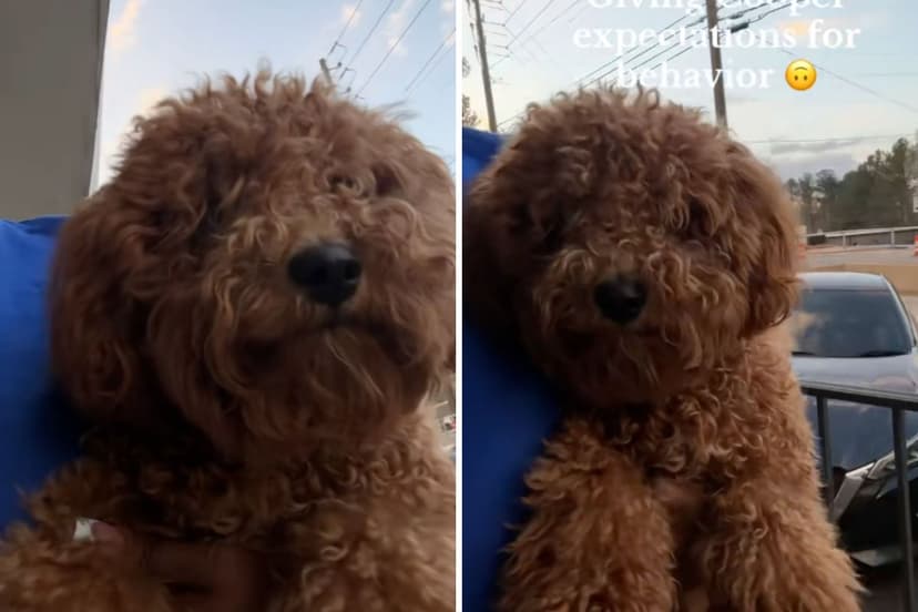 Dog's Grooming Makeover Sparks Hilarious Identity Crisis