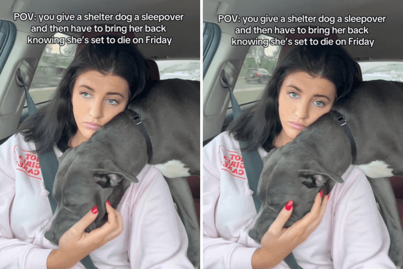 Shelter Dog's Sleepover Saves Her From Euthanasia