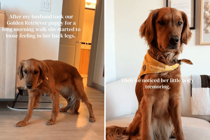 Dog Eats Weed, Owner Foots $650 Vet Bill