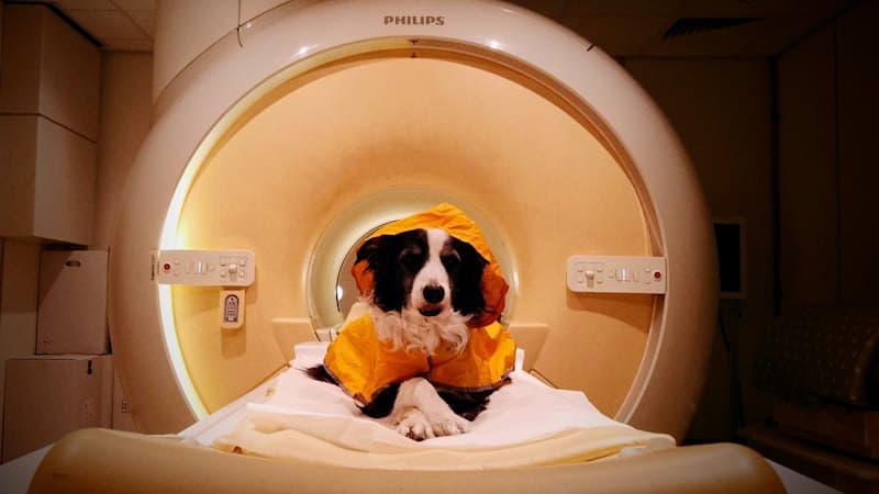 Dogs Read Your Emotions Better Than Apes