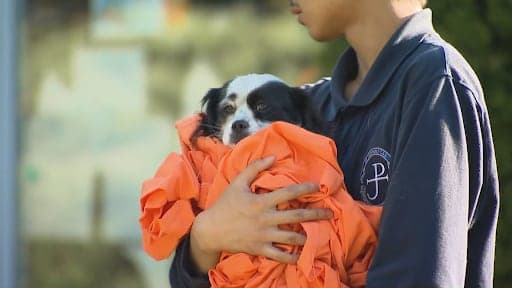 Hero Firefighters Rescue Dogs from Blaze
