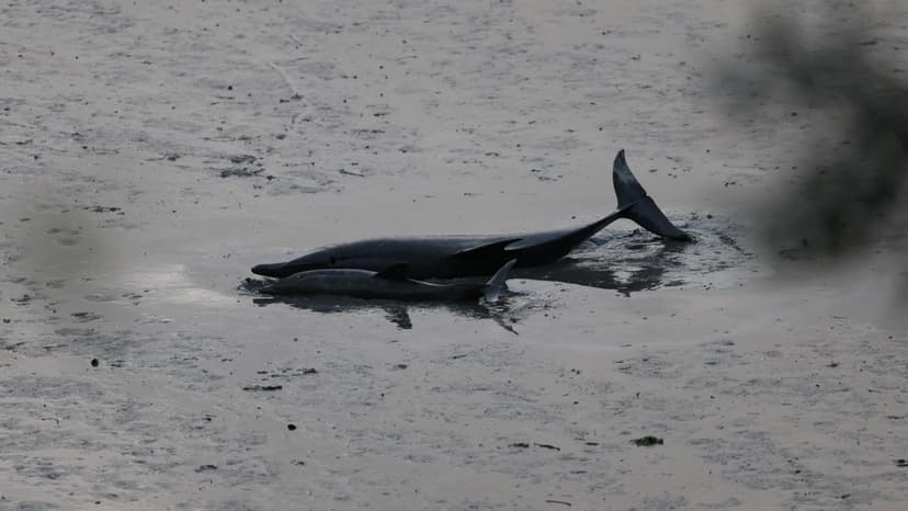 Dolphin Tragedy: Mother and Calf Euthanized After Rescue