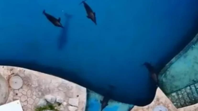 Dolphins gnaw concrete walls in closed park