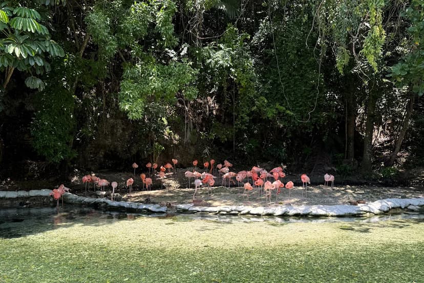 Dominican Republic's Zoo: A Refuge for Illegal Wildlife