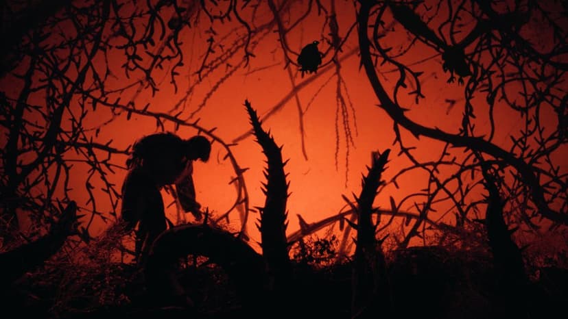 Darkly Funny Fairy Tale 'Donkey Princess' Set for 2027 Theatrical Run