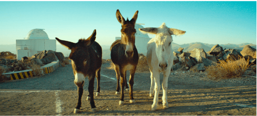 Donkeys Discover Universe in Desert Observatory