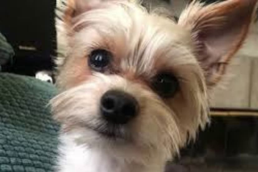 Door Kick Prank Leads to Dog's Tragic Death