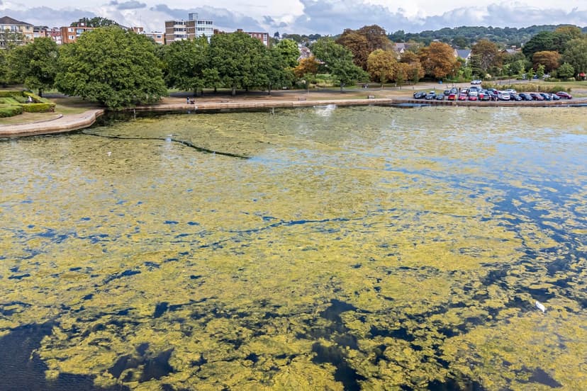 Dorset Lake Choked by Algae, Businesses Suffer