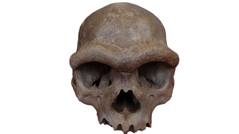 Face of Ancient Hominin Found: "Dragon Man" Skull Links to Denisovans