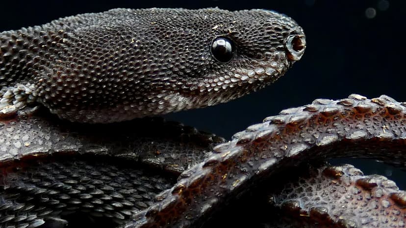 Real-Life Dragon Snake: A Shy, Scaly Wonder