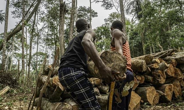 DRC Forests: Plundered or Preserved?