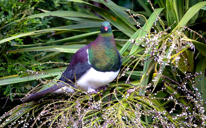 Intoxicated Kererū: Birds Fall from Trees!