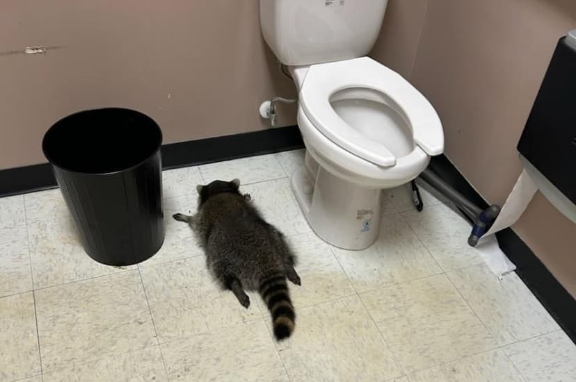 Drunk Raccoon Raids Virginia Liquor Store, Sleeps It Off