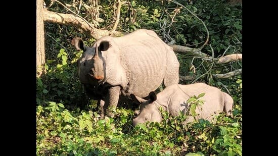 Six Rhinos Set for Release to Combat In-Breeding