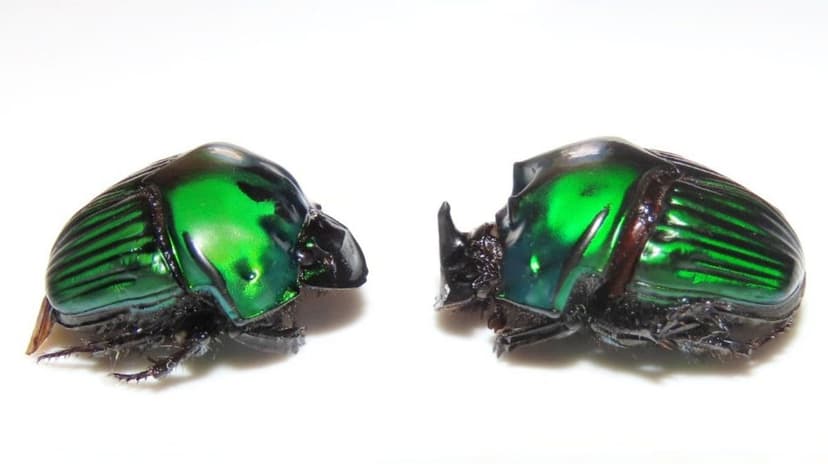 Dung Beetles Struggle as Climate Change Heats Amazon