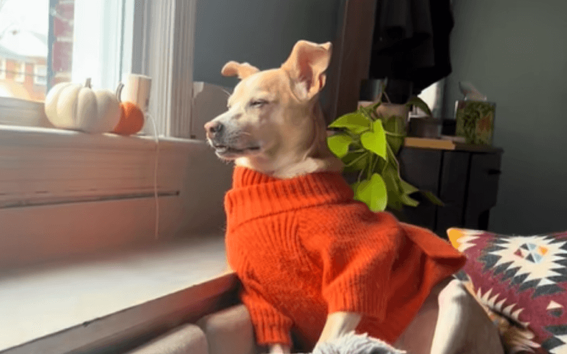 Post-Surgery Pup Fails Hilariously at Guard Duty