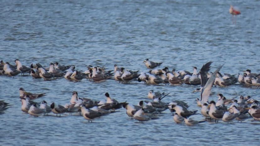 Birds Arrive Early: Salt Pans a Vital Stopover