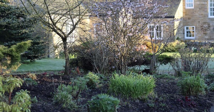 Daffodils Bloom Amidst Christmas Decorations: A Sign of Warm Winter?
