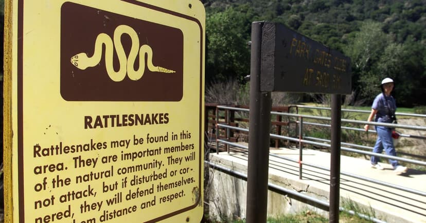 Rattlesnakes Emerge Early in SoCal Heatwave