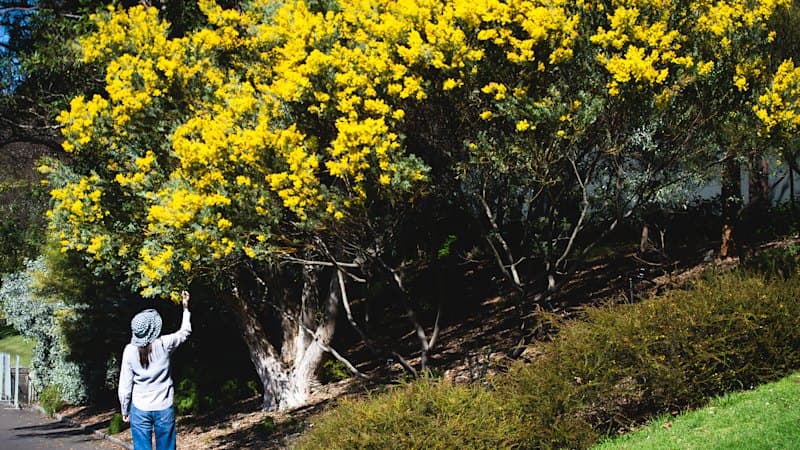 Sydney's Spring Arrives Early as Winters Warm
