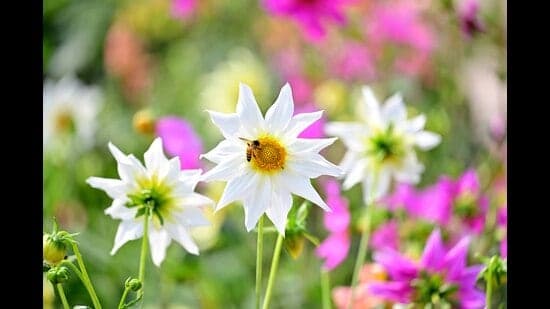 City Swelters: Summer Arrives Early, Spring Vanishes