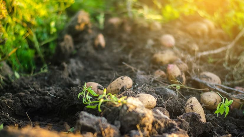 East Asia Suffers Under Record Heat: Crops Wilt, Lives Lost