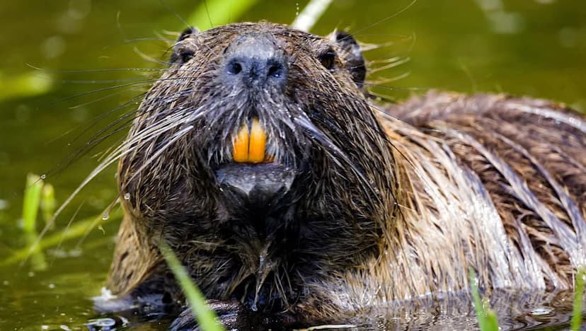 Eat Invasive Rodents to Save Wetlands!