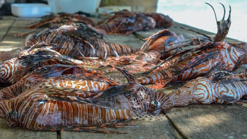 Eat the Invaders: Invasive Species Become Dinner