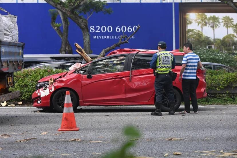 ECP Tree Branch Collapse Traps Cars, Injures Three