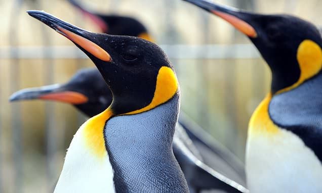 Edinburgh Zoo Cancels Penguin Parade Over Bird Flu Fears