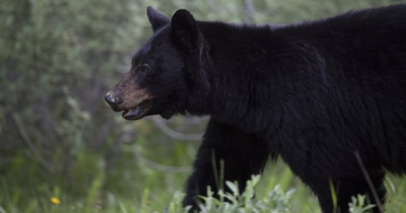 Edmonton Bear Sighting: Black Bear Roams Northwest Neighborhoods