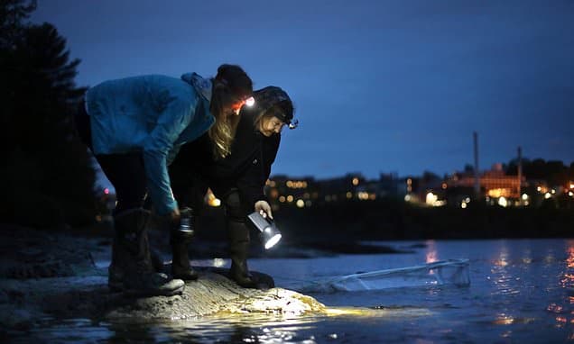 Eel Trade Faces Extinction Threat Vote