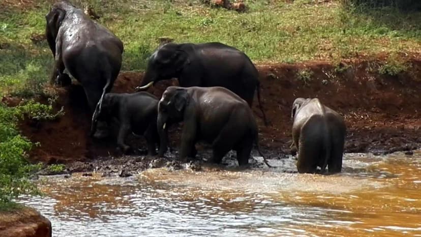 Elephant Calf Dies From Explosive Bait in India