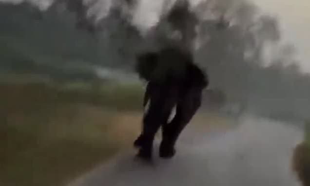 Elephant Charges Safari Jeep in India: Tourists Escape!