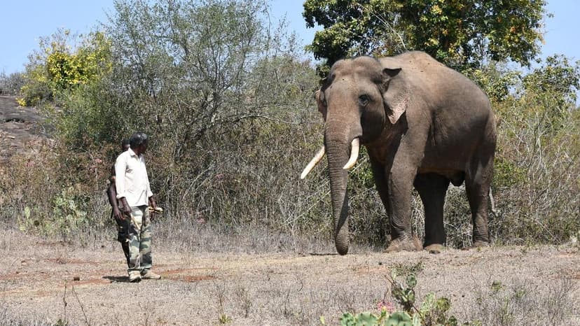 Rivaldo's Survival: A Glimmer of Hope in Human-Elephant Strife