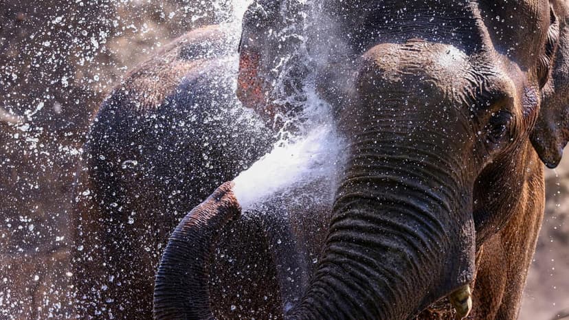 Rainfall Drives Elephant Movement in Western Ghats