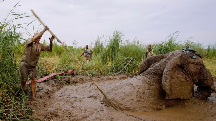 Elephant Rescued from Mud Pit After Perilous Battle